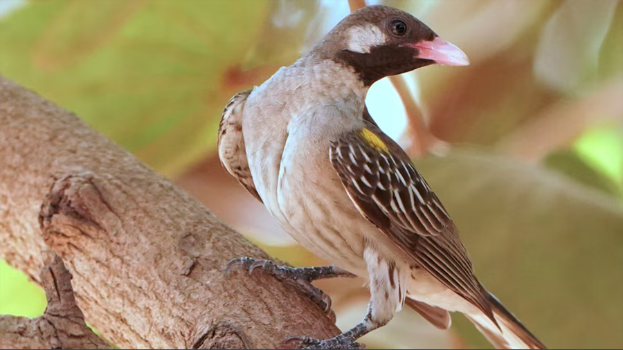 El sorprendente hallazgo sobre los cazadores de Mozambique que interactúan con aves para encontrar miel