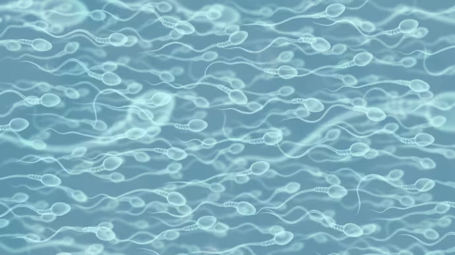 Infertilidad masculina: la terapia con ARNm que devuelve la fertilidad a ratones infértiles