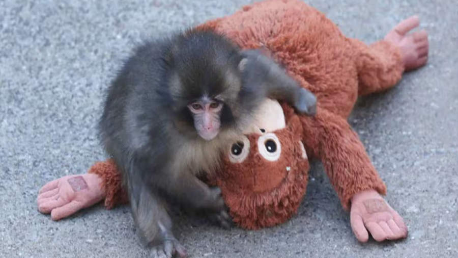 ¿Por qué Punch nos conmueve tanto? La ciencia explica el fenómeno del mono viral