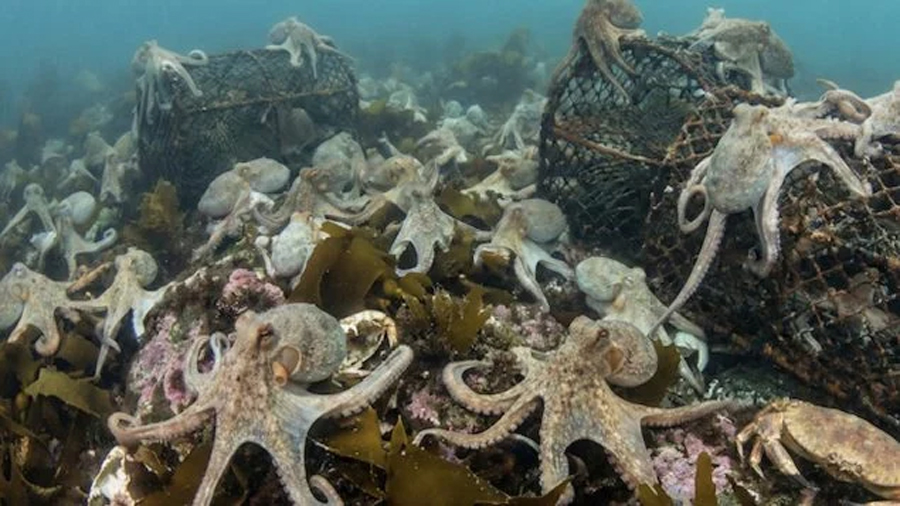 Expertos descubren el origen de la plaga de pulpos que ha puesto en pie de guerra a los pescadores ingleses