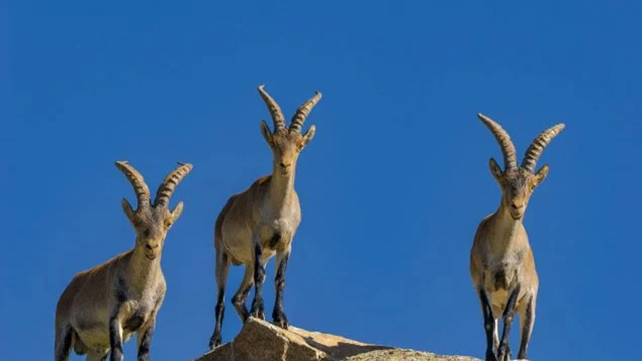 Los investigadores no dan crédito: hallan miles de nuevas especies microbianas en las heces de varios herbívoros