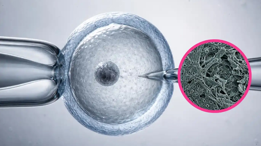 Investigadores descubren por qué la clonación de mamíferos no es infinita y colapsa tras 58 generaciones