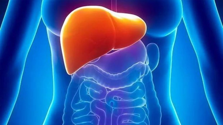 Investigadores descubren papel clave de una proteína en la reversión de la fibrosis hepática