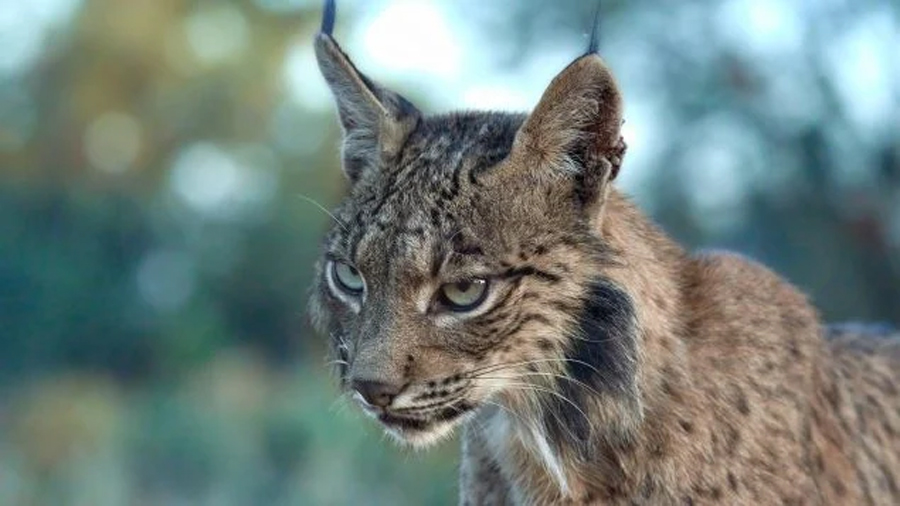 Investigadores descubren el nuevo hogar del lince ibérico y está en un pueblo de 740 habitantes: es un gran logro para la protección de la fauna en Europa