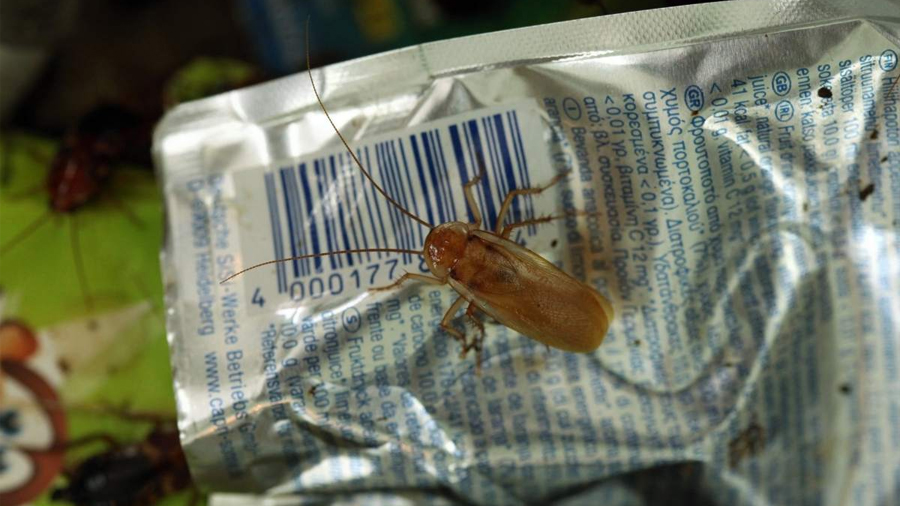 Investigadores descubren que las cucarachas degradan hasta 55% del poliestireno en 42 días y lo convierten en energía
