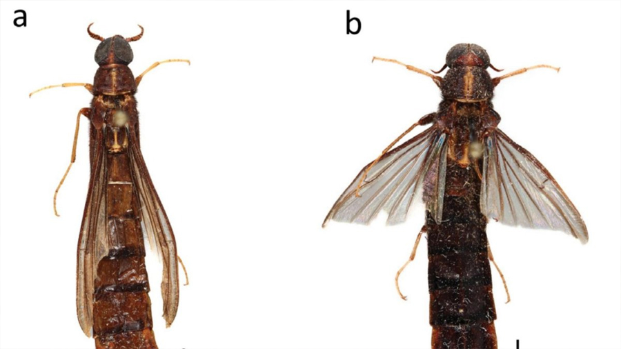 Descubren en Ecuador una nueva familia de escarabajos ‘cultivadores de hongos’
