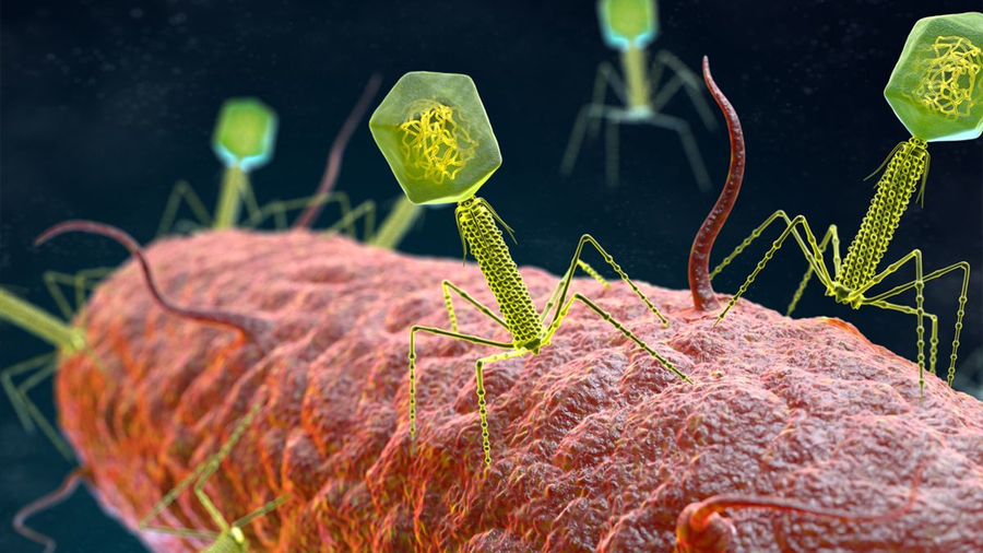 Virus ‘hablan’ entre sí: investigadores de la CEU UCH descubren comunicación entre bacteriófagos