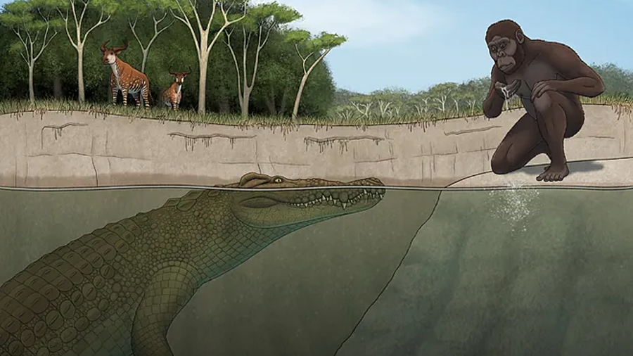 Descubren un cocodrilo gigante que convivió y amenazó a los primeros homínidos