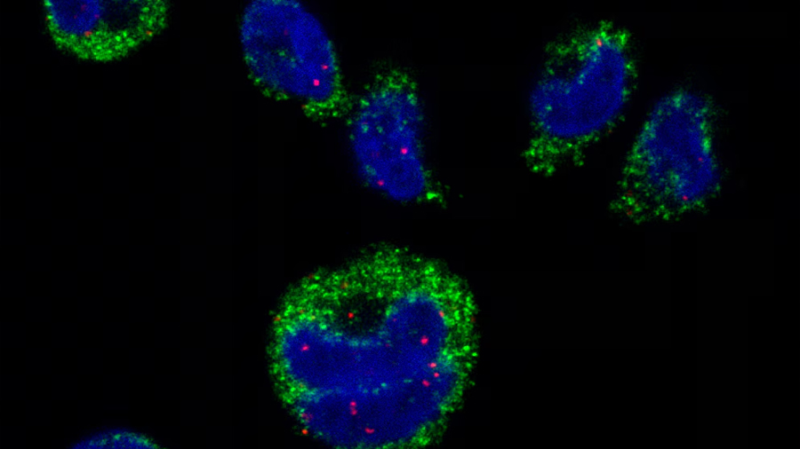 Descubren cómo el parásito de la malaria manipula el sistema inmunitario con vesículas de ARN
