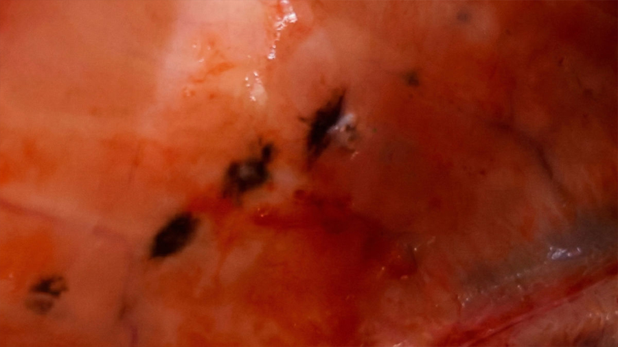 Investigadores chilenos descubren causa biológica de manchas en salmón Atlántico