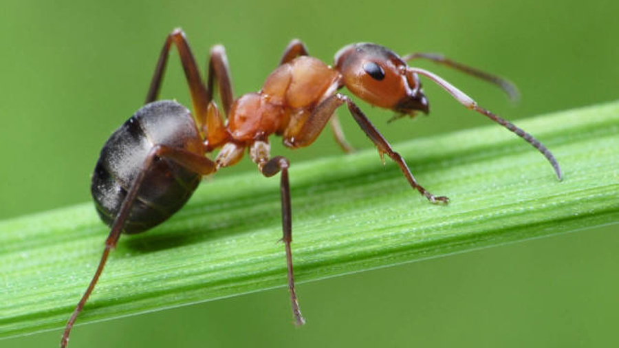 El niño de 8 años que hizo un descubrimiento inesperado y dejó sin palabras a toda la comunidad científica