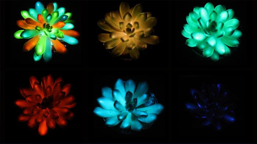 Como en Avatar: unos científicos chinos crean plantas reales que brillan en la oscuridad