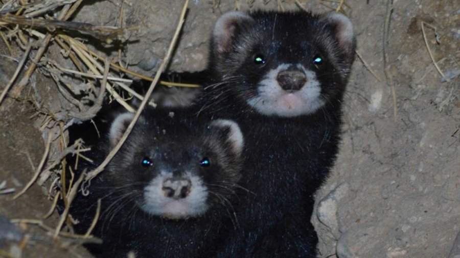 Entre turón y hurón: encuentran individuos híbridos de estos dos animales en la Península Ibérica