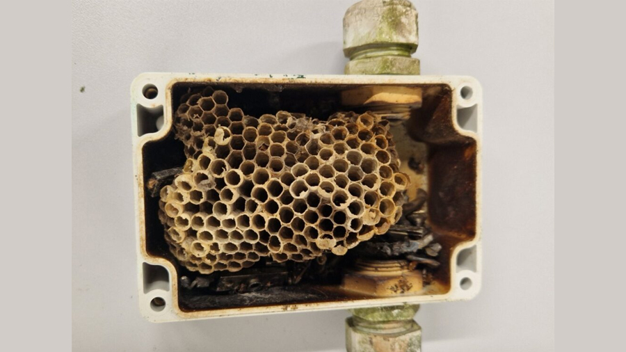 Encuentran un nido de avispas en la caja de conexiones de un sistema fotovoltaico de 28 años