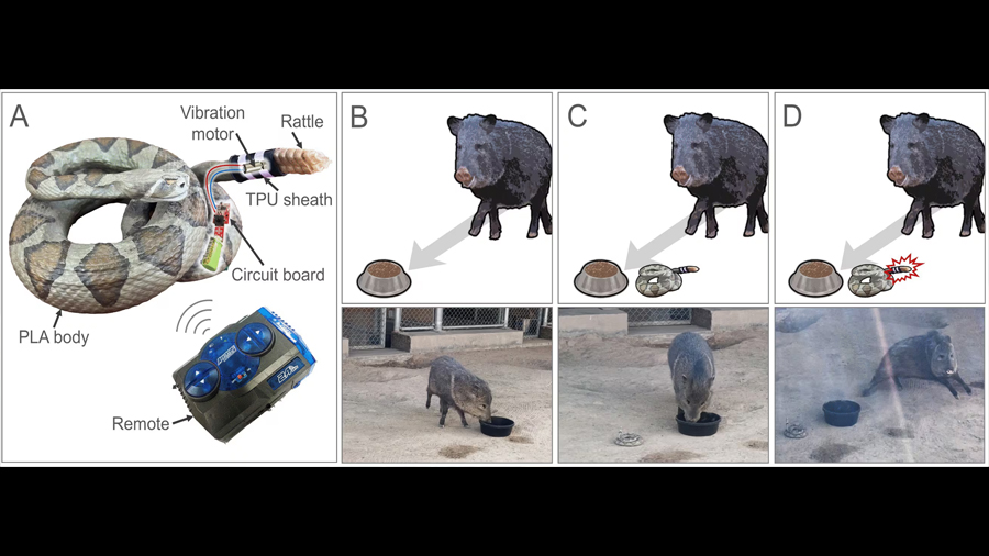 Científicos crean un animal robótico para entender su función evolutiva: el resultado provoca miedo en la naturaleza