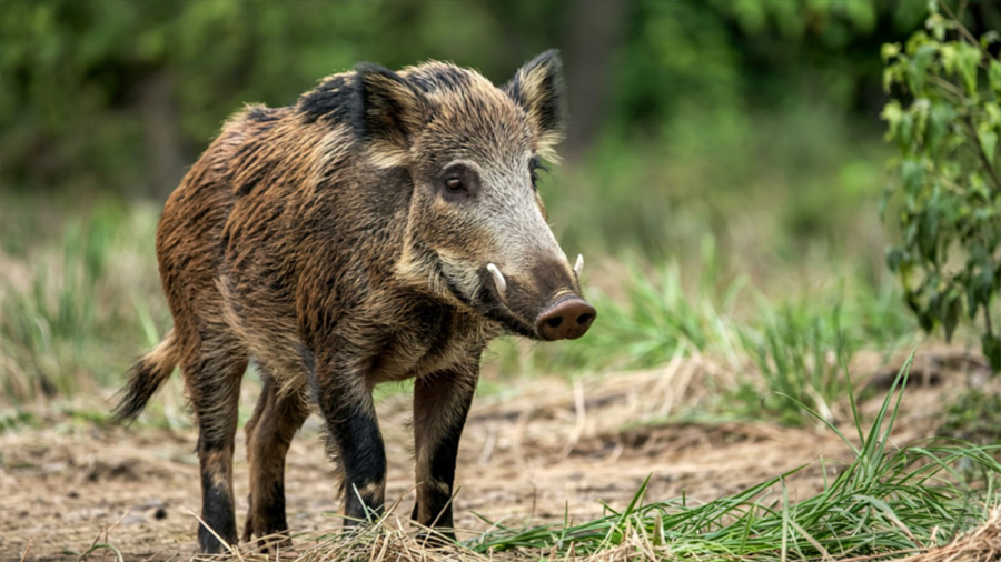 Los investigadores confirman que los jabalíes urbanos y rurales tienen distinta genética