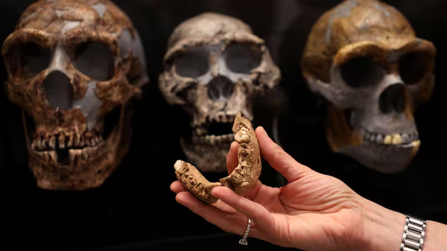 Arqueólogos encuentran el eslabón humano perdido: la pista de los 13 dientes fósiles que cambian la historia evolutiva