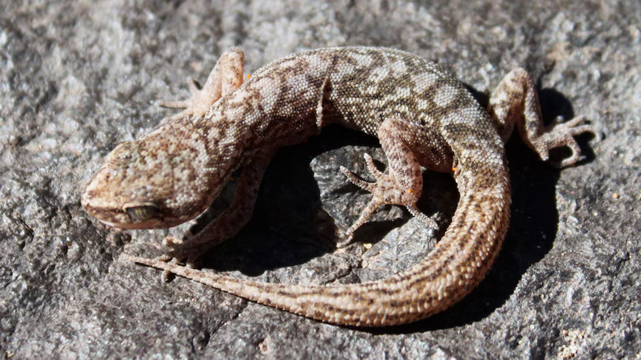 Un reptil en peligro: descubren una nueva especie de gecko en los Andes y alertan sobre su supervivencia
