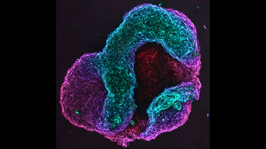 Crean tejidos vivos capaces de cambiar de forma de manera programada