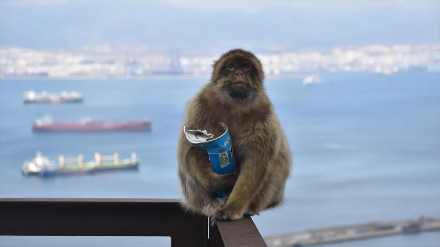 Descubren que los monos de Gibraltar comen tierra para digerir la comida basura de los turistas