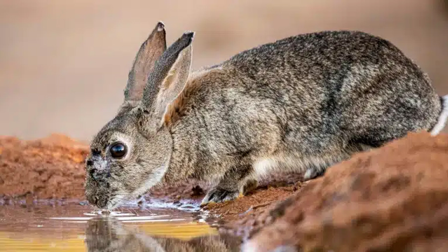 Los científicos no dan crédito: descubren en conejos bacterias resistentes a los antibióticos que pueden transmitirse a los humanos