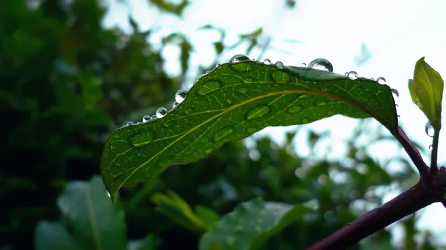 Las plantas no son sordas: pueden escuchar la lluvia y así eligen cuándo crecer ¿cómo lo hacen?