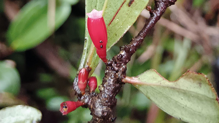 Descubren un arbusto epífito, catalogado como ‘joya botánica’ en la Amazonía de Ecuador