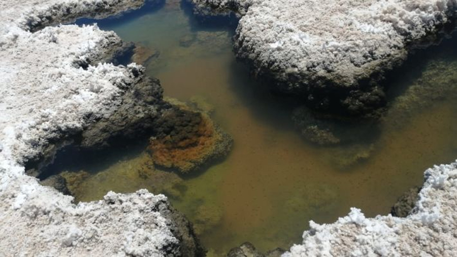 Científicos chilenos descubren bacterias del desierto de Atacama que podrían ayudar a detectar vida en otros planetas