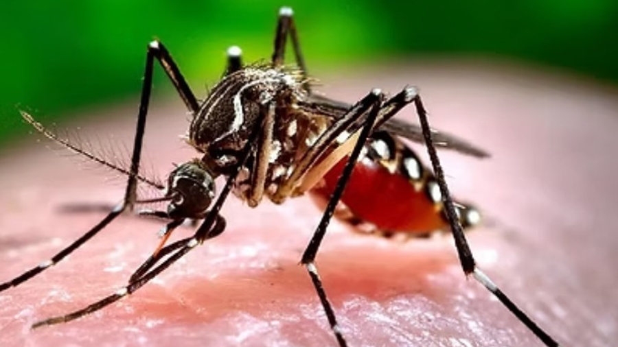 Crean inteligencia artificial para detectar riesgo de dengue