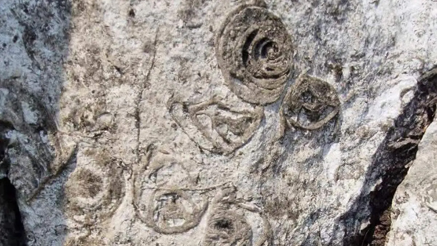 Fósiles de organismos marinos revelan la transformación geológica de Córdoba