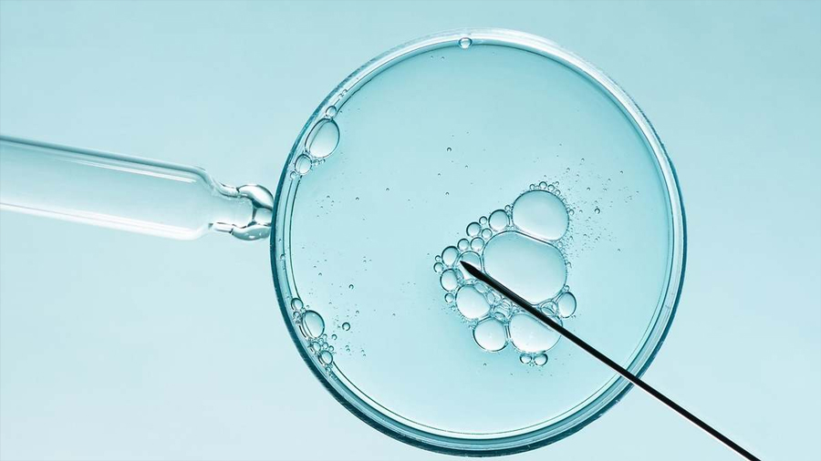 Crean organoides de oviducto en 3D: el avance del CSIC para mejorar la fecundación in vitro