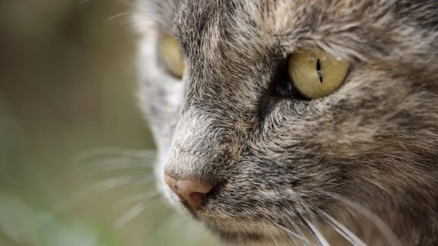 Veterinarios de la Universidad de León describen un extraño cáncer nasal en un gato
