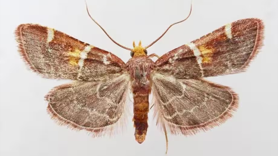 Descubren una nueva especie de polilla y la nombran León XIV, en honor al papa