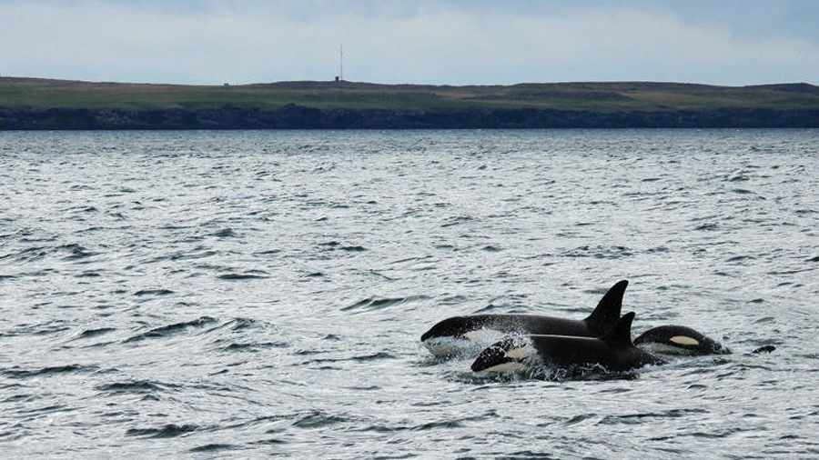 Hace 50 años investigadores comenzaron a estudiar a las orcas, hoy han descubierto lo impensable: fabrican herramientas para mandarse mensajes