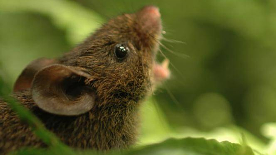 Científicos descubren especie de ratones que tiene la misma mutación que nos permite hablar
