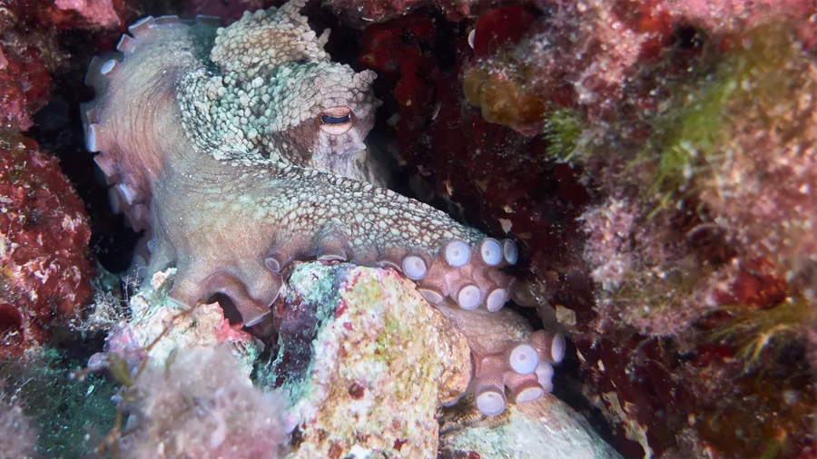 El Kraken era real: descubren un pulpo masivo de 20 metros que reinó en los océanos del pasado