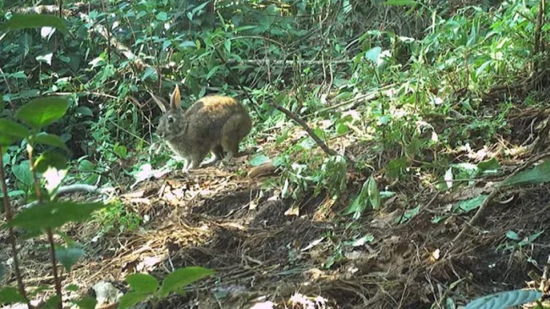 Un conejo ‘fantasma’ reapareció en las montañas de México tras más de un siglo sin ser visto