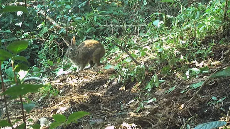 Un conejo ‘fantasma’ reapareció en las montañas de México tras más de un siglo sin ser visto