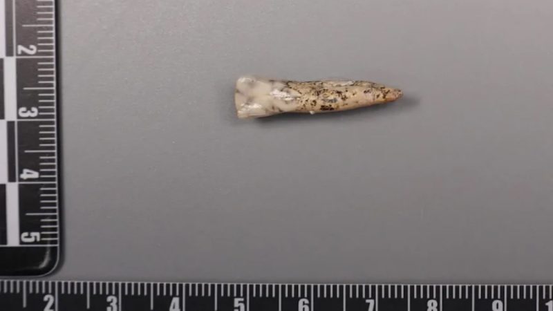 Descubren en Rusia el caso más antiguo de tratamiento dental, datado hace 59.000 años