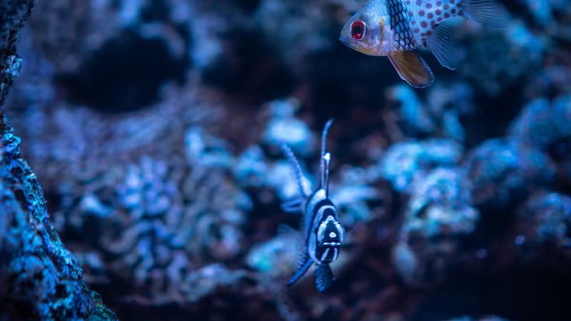 Hallan un pez fantasma que se disfraza de alga para volverse invisible y su existencia desafía las leyes de la evolución