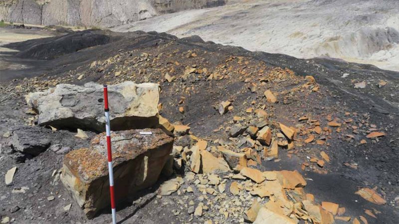 Descubren en Teruel cuatro nuevos fósiles con nácar conservado de hace 100 millones de años