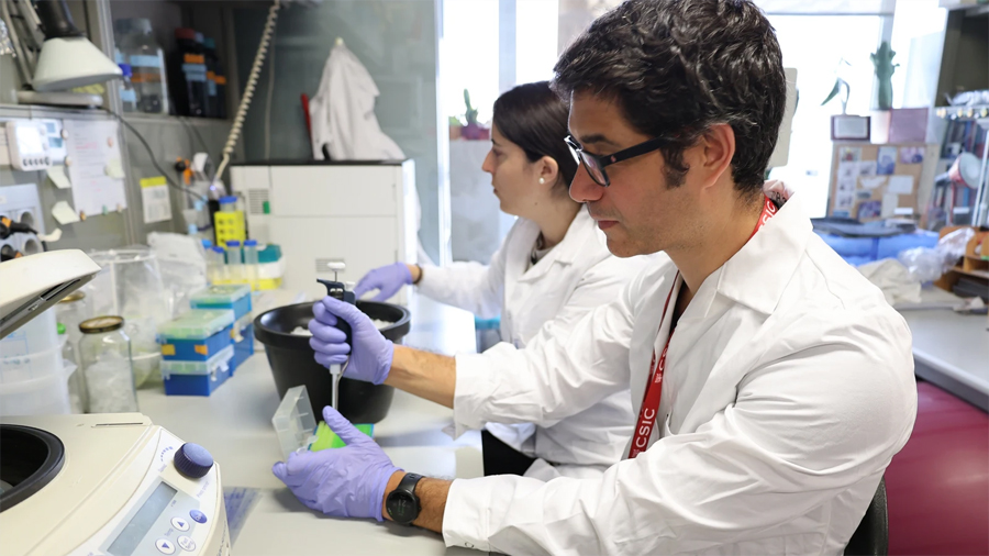 Científicos de Barcelona crean una molécula artificial capaz de degradar el gluten y aliviar la celiaquía