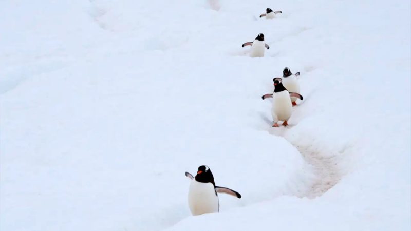 Descubren una nueva especie de pingüino y advierten que el cambio climático puede alterar su futuro en el océano Austral