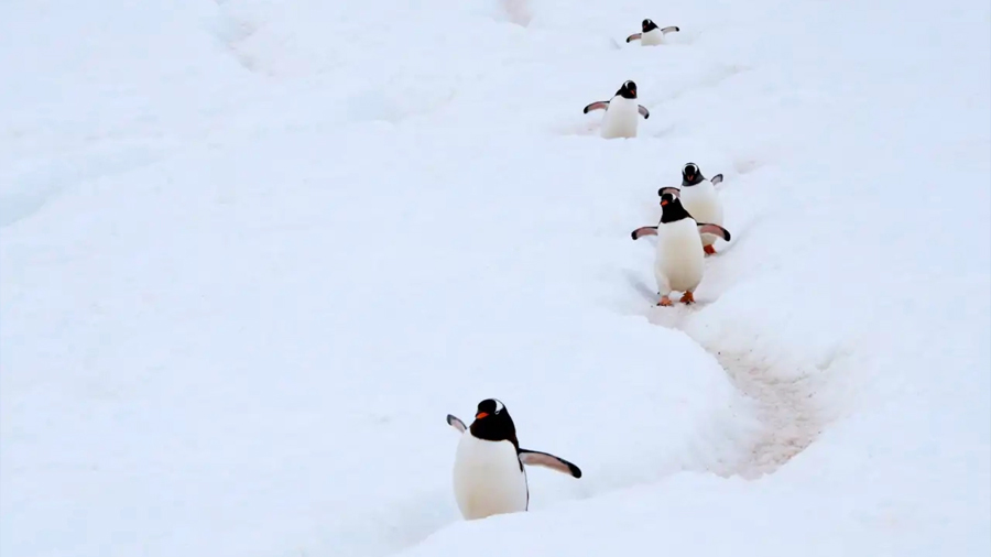 Descubren una nueva especie de pingüino y advierten que el cambio climático puede alterar su futuro en el océano Austral