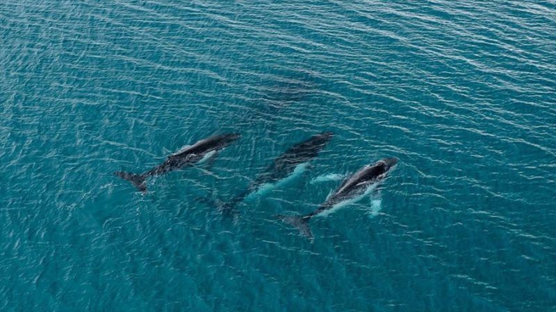 Descubren viaje récord de ballenas: 14.200 kilómetros entre Brasil y Australia