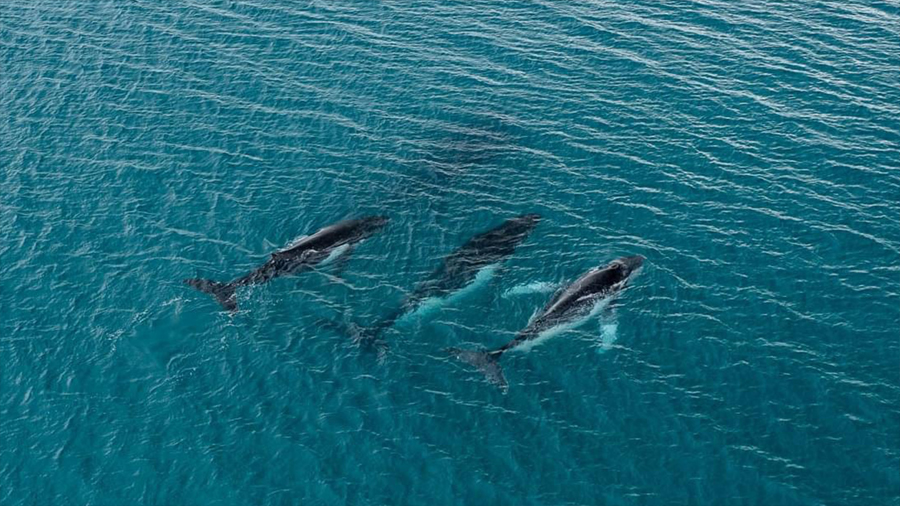 Descubren viaje récord de ballenas: 14.200 kilómetros entre Brasil y Australia