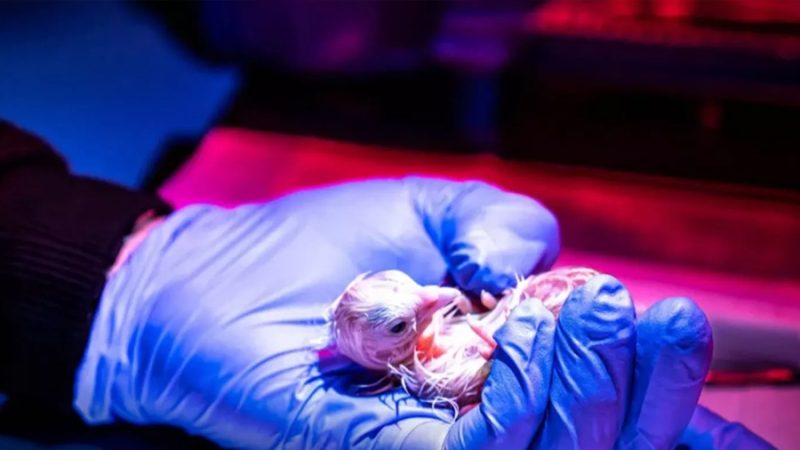 Logran incubar 26 polluelos en un ‘huevo artificial’ impreso en 3D