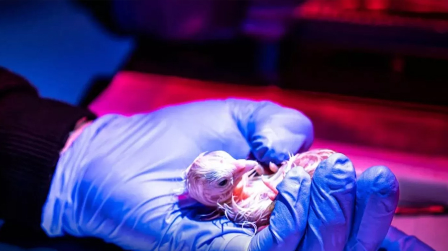 Logran incubar 26 polluelos en un ‘huevo artificial’ impreso en 3D