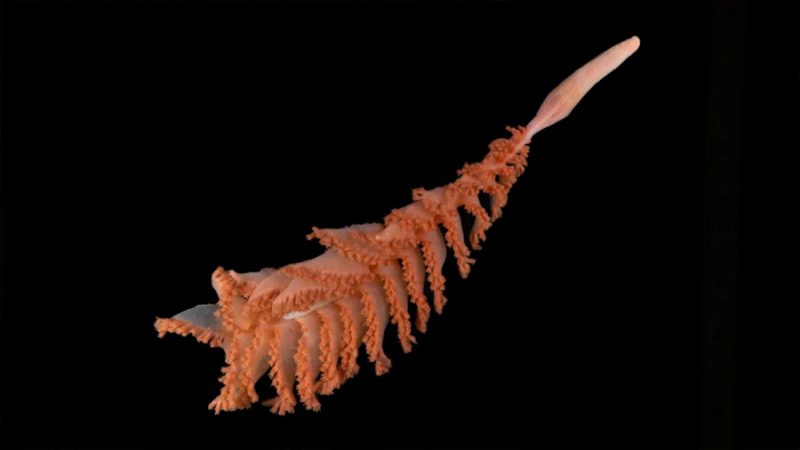 Descubren más de mil nuevas especies en las profundidades del océano