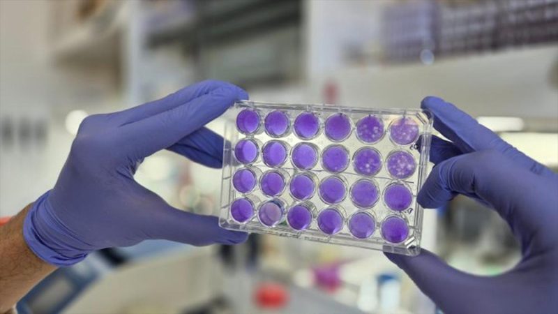 Descubren mecanismo de replicación común en virus del dengue, Zika y fiebre amarilla